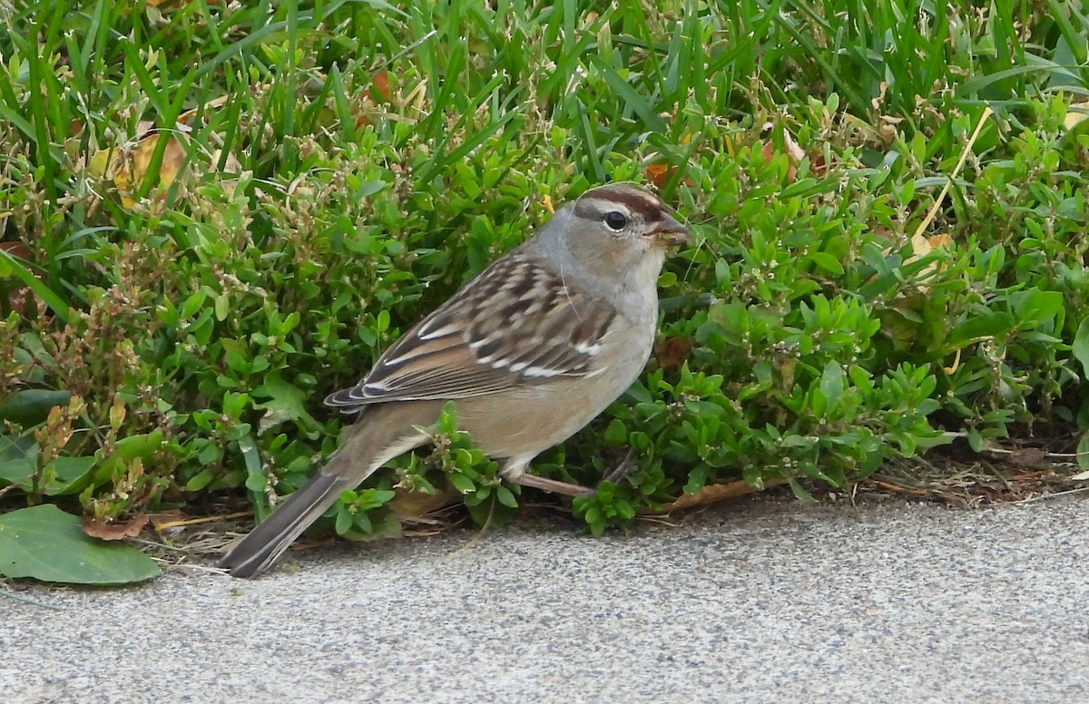 Bruant à couronne blanche - ML644833069