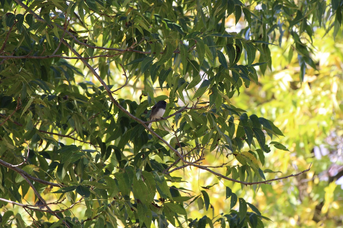 Dark-eyed Junco - ML644833081