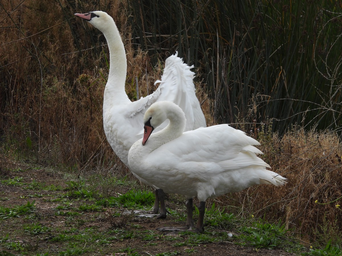 Mute Swan - ML644833092