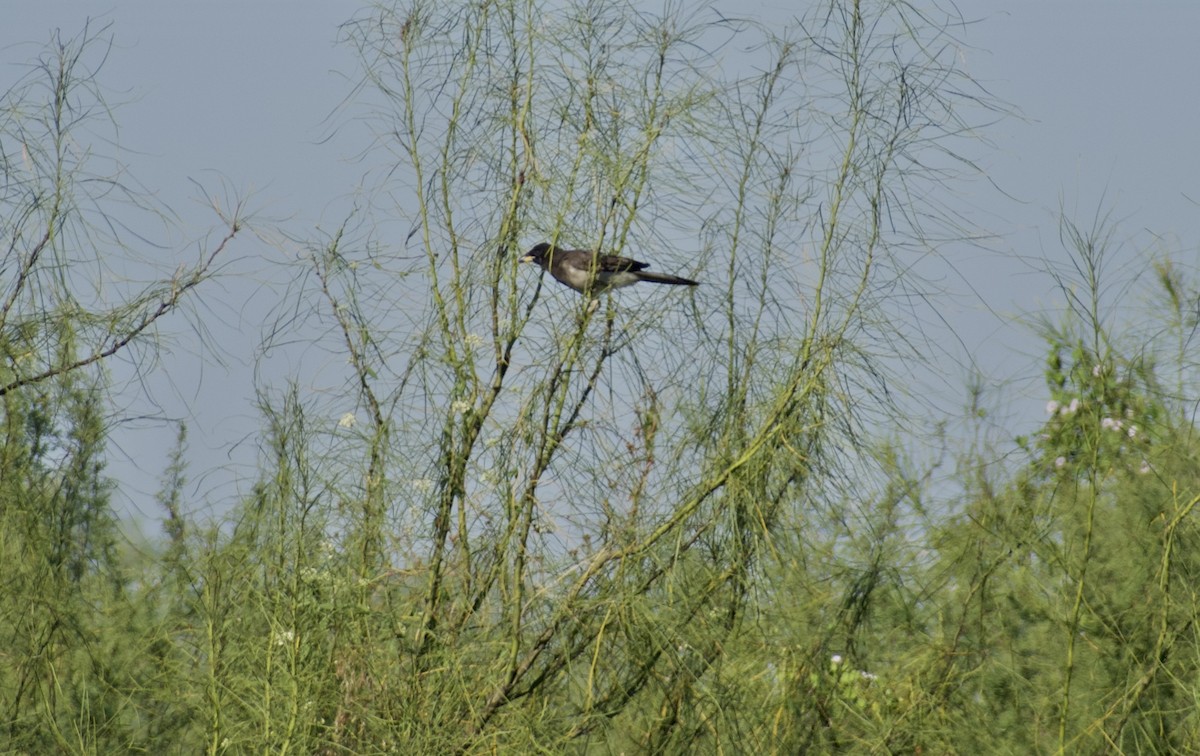 Brown Jay - ML644833106