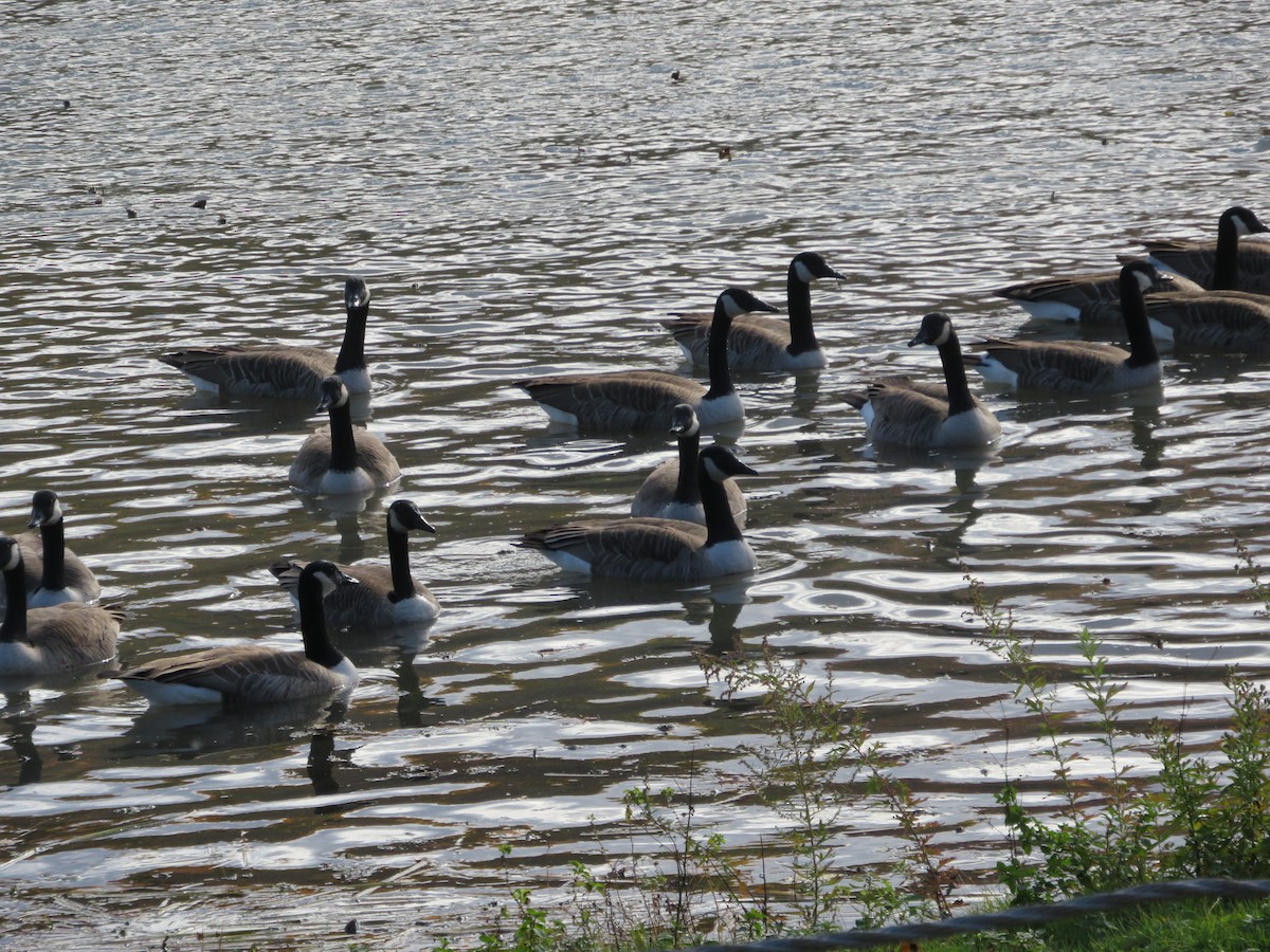 Canada Goose - ML644833110