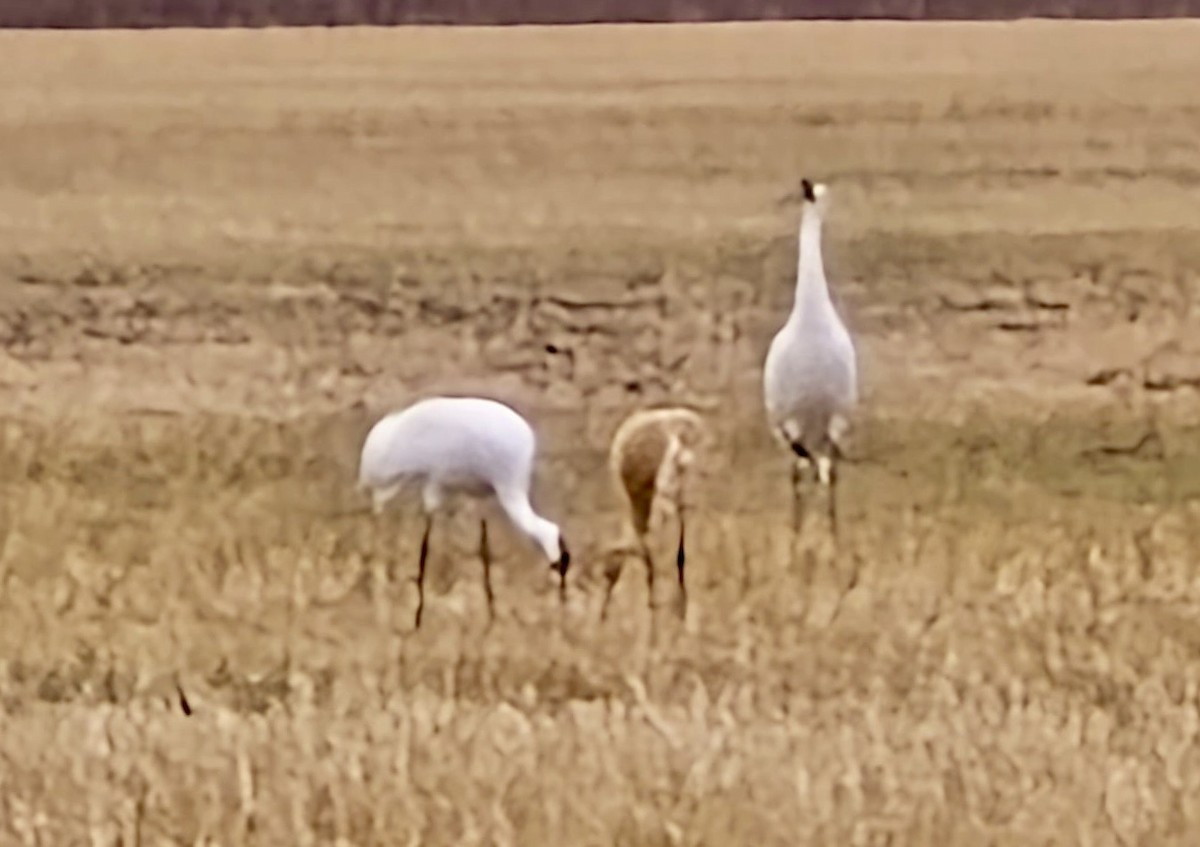 trompettrane - ML644833112