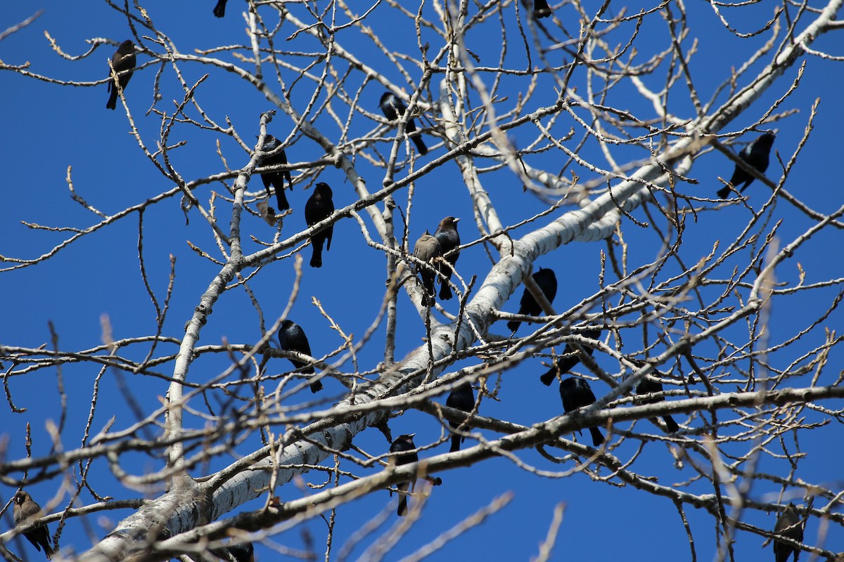 Brown-headed Cowbird - ML644833117
