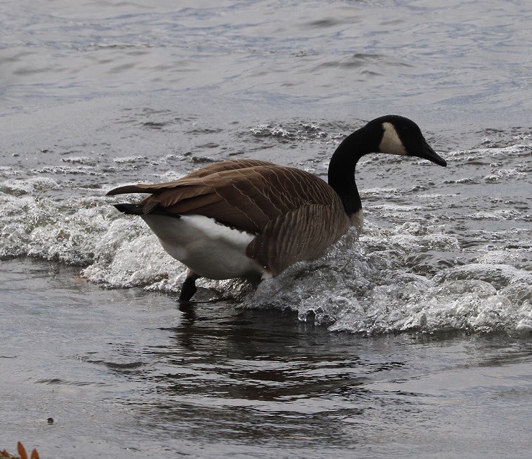 Canada Goose - ML644833123