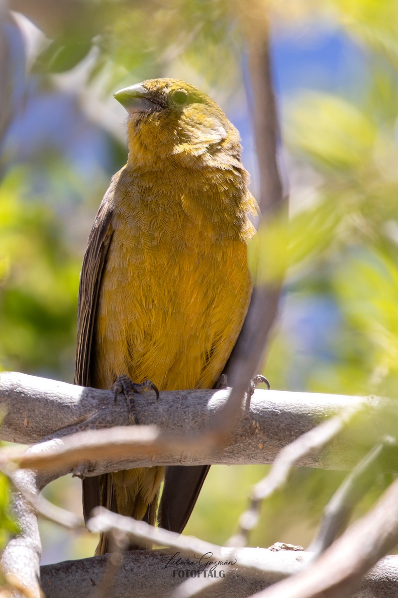 Greenish Yellow-Finch - ML644833124