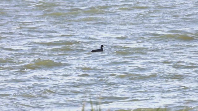 Лиска американська - ML644833133