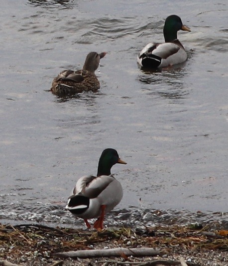 Mallard - ML644833136