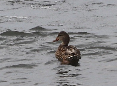 Mallard - ML644833137