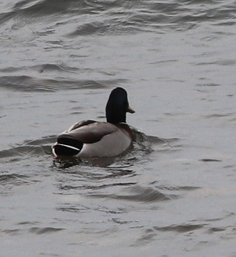 Mallard - ML644833138