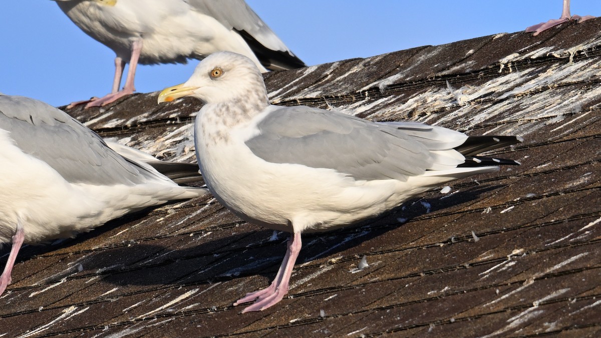 American Herring Gull - ML644833157
