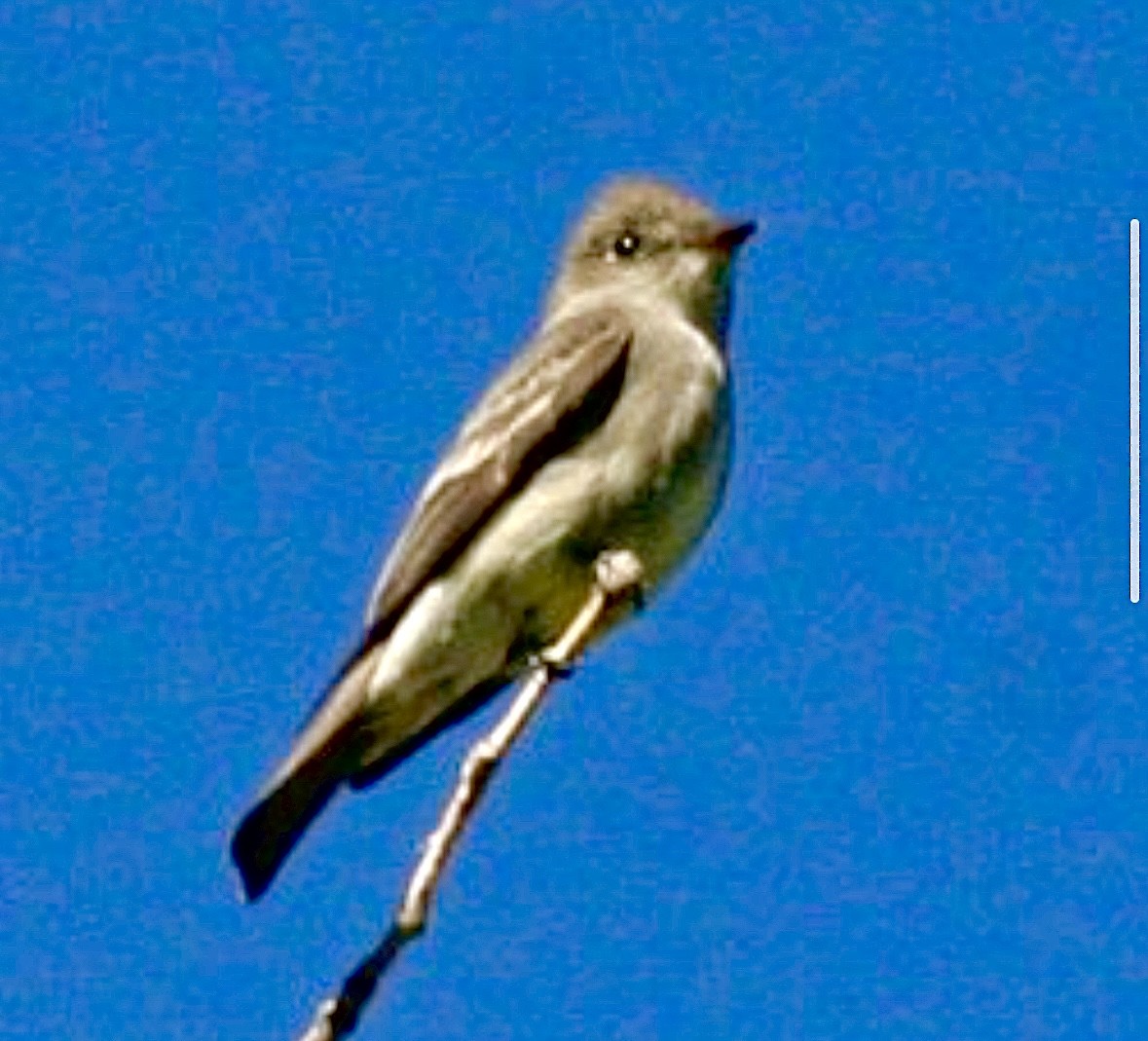 Blasskehl-Schnäppertyrann - ML644833158