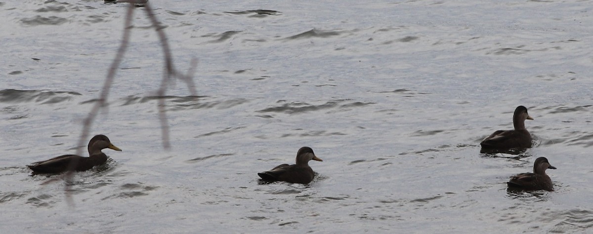 American Black Duck - ML644833160