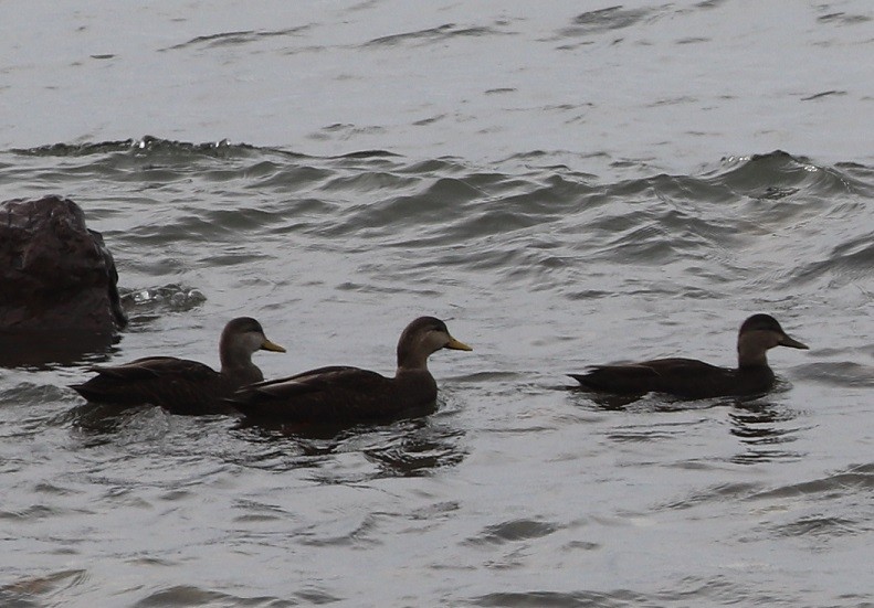 American Black Duck - ML644833161