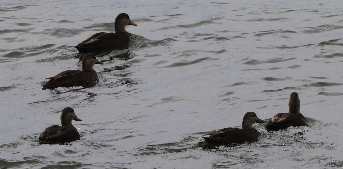 American Black Duck - ML644833162