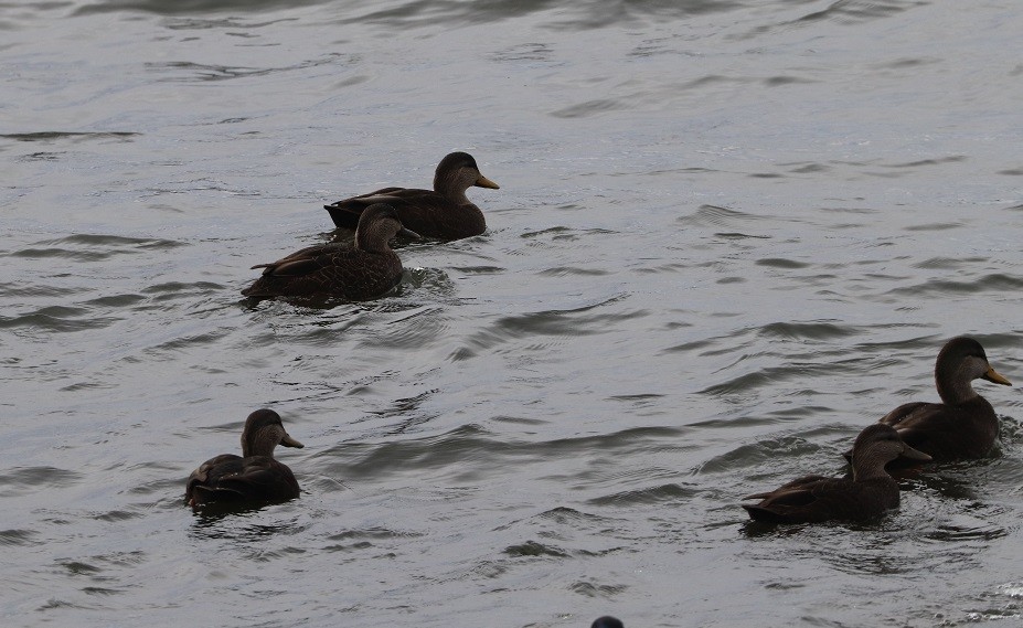 American Black Duck - ML644833163