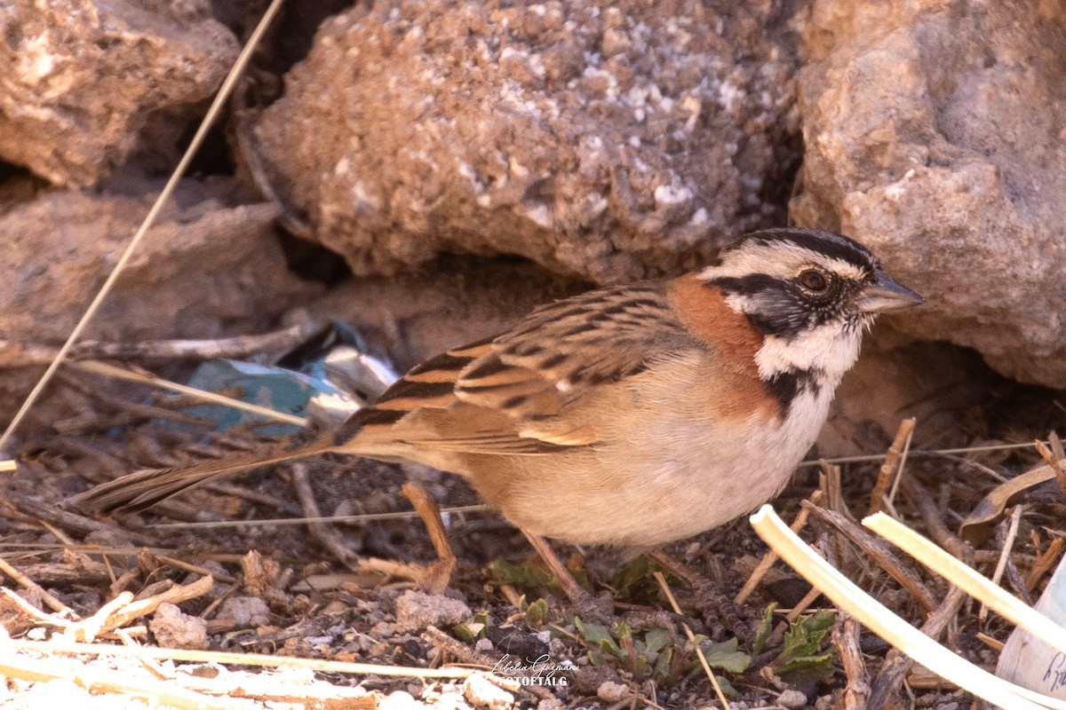 Morgenammer - ML644833172