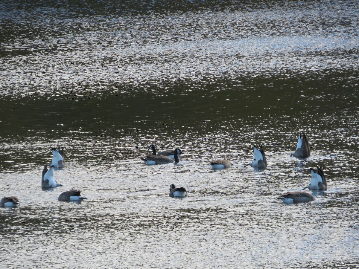 Canada Goose - ML644833178