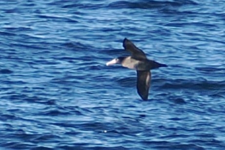 Short-tailed Albatross - ML644833179