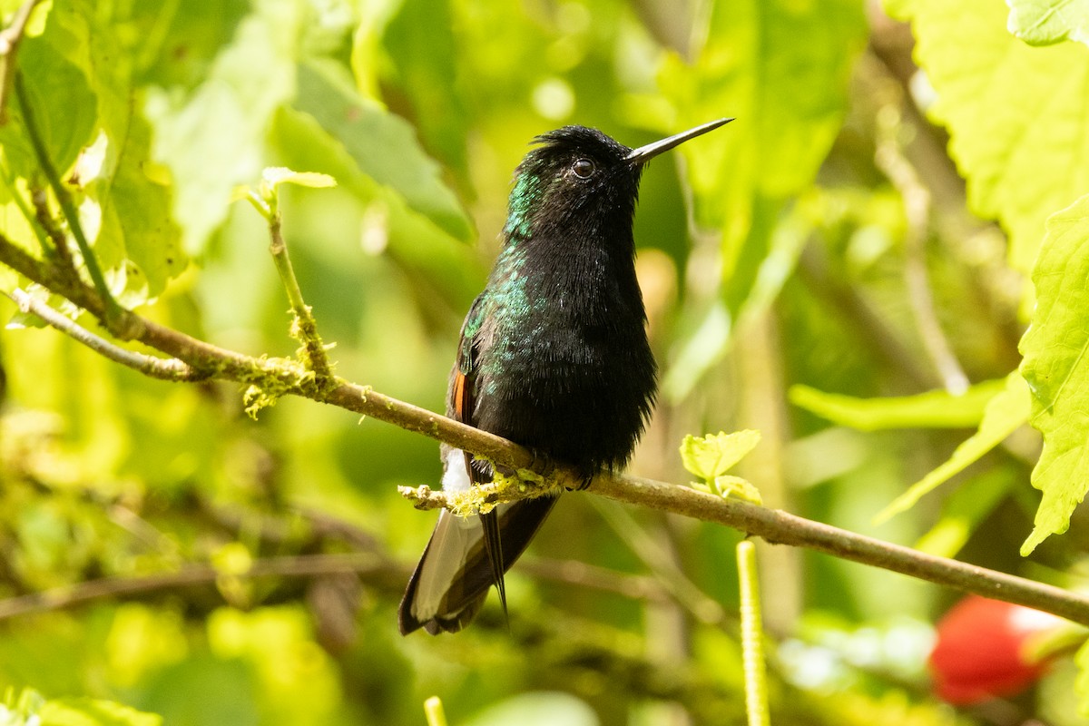 Black-bellied Hummingbird - ML644833180