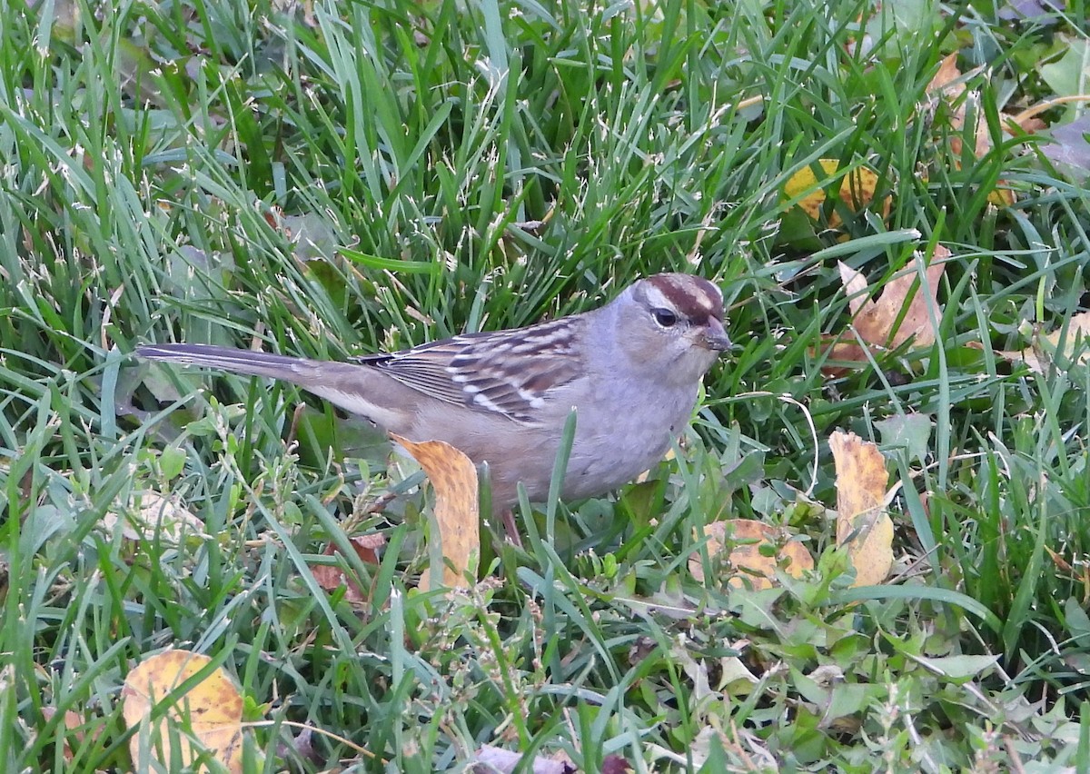 Bruant à couronne blanche - ML644833184