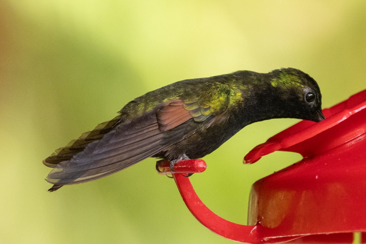 Black-bellied Hummingbird - ML644833188