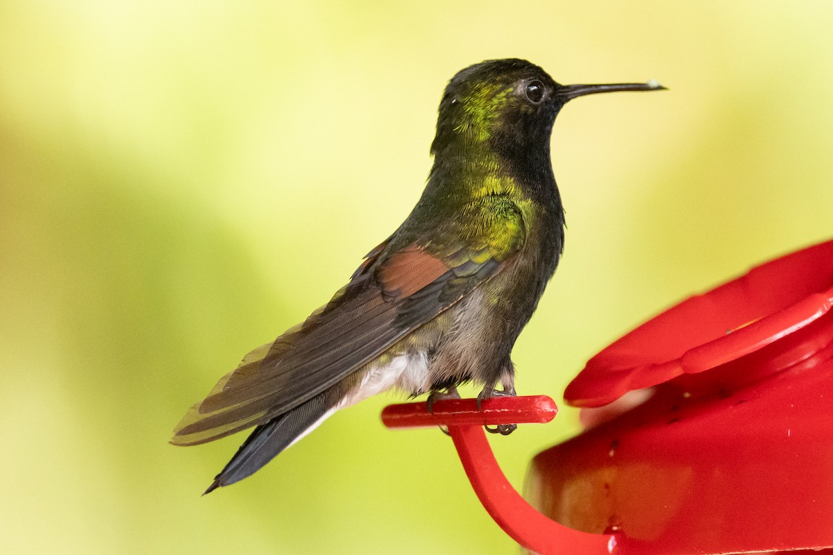 Black-bellied Hummingbird - ML644833189