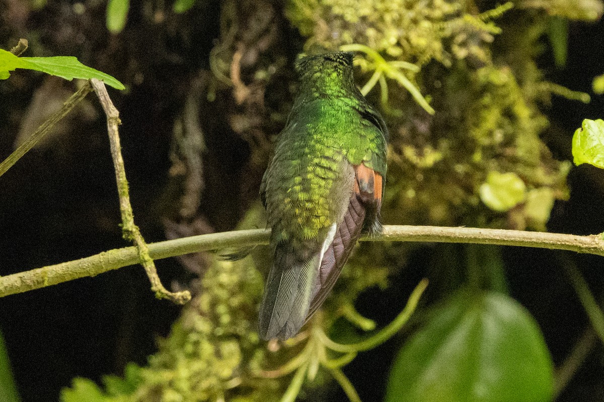 Black-bellied Hummingbird - ML644833195