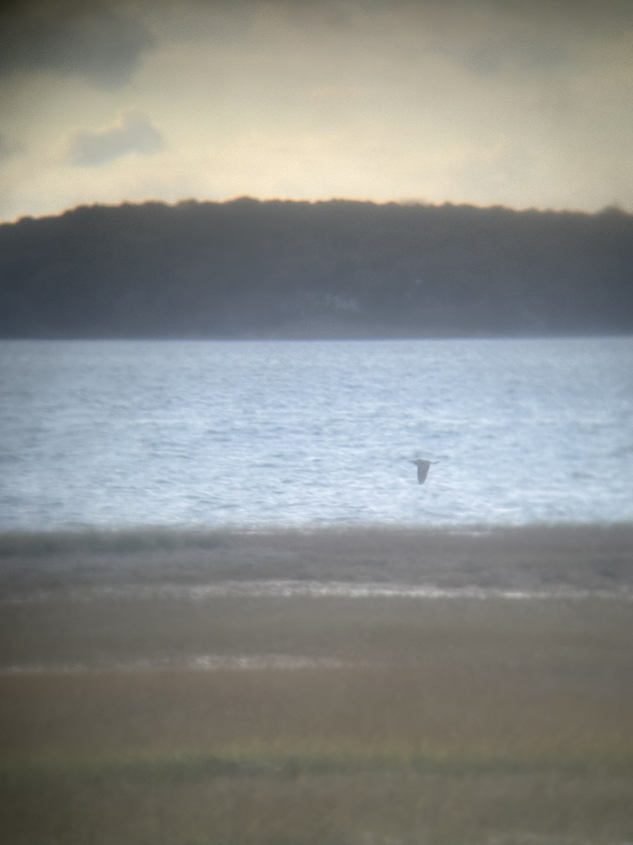 American Bittern - ML644833198