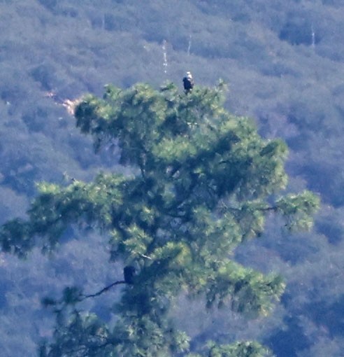 ハクトウワシ - ML644833205