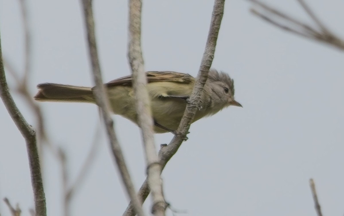 Желтобрюхая эления - ML644833248