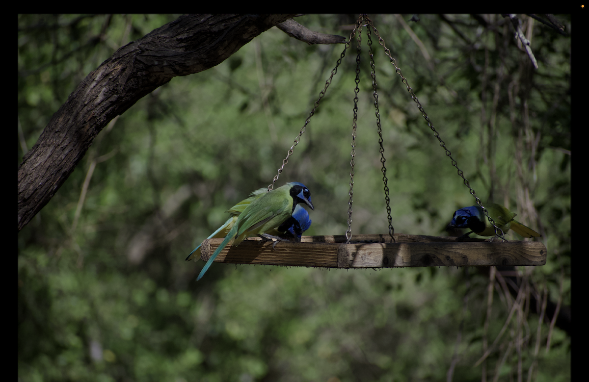 Geai vert - ML644833257