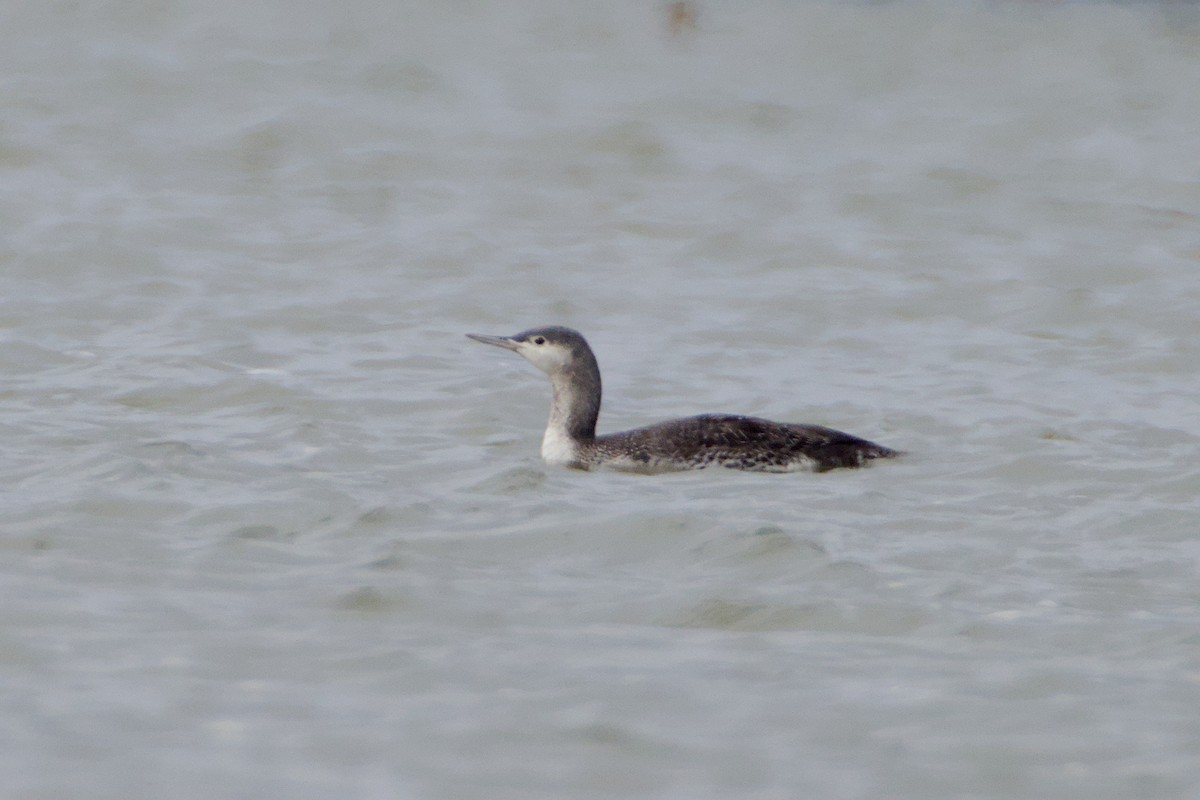 Red-throated Loon - ML644833260