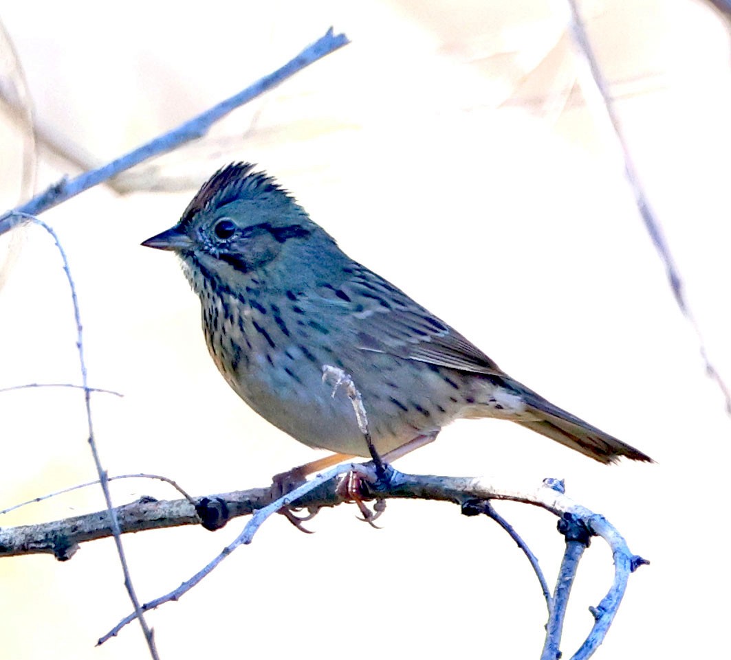 Lincoln's Sparrow - ML644833265