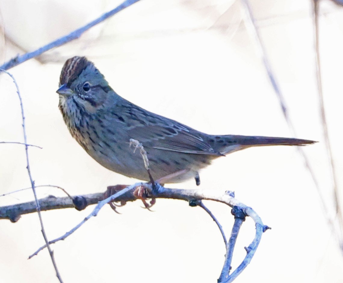 Lincoln's Sparrow - ML644833266