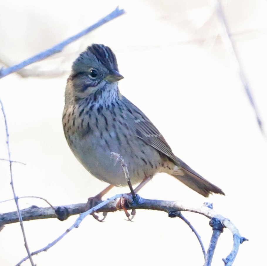 Lincoln's Sparrow - ML644833267