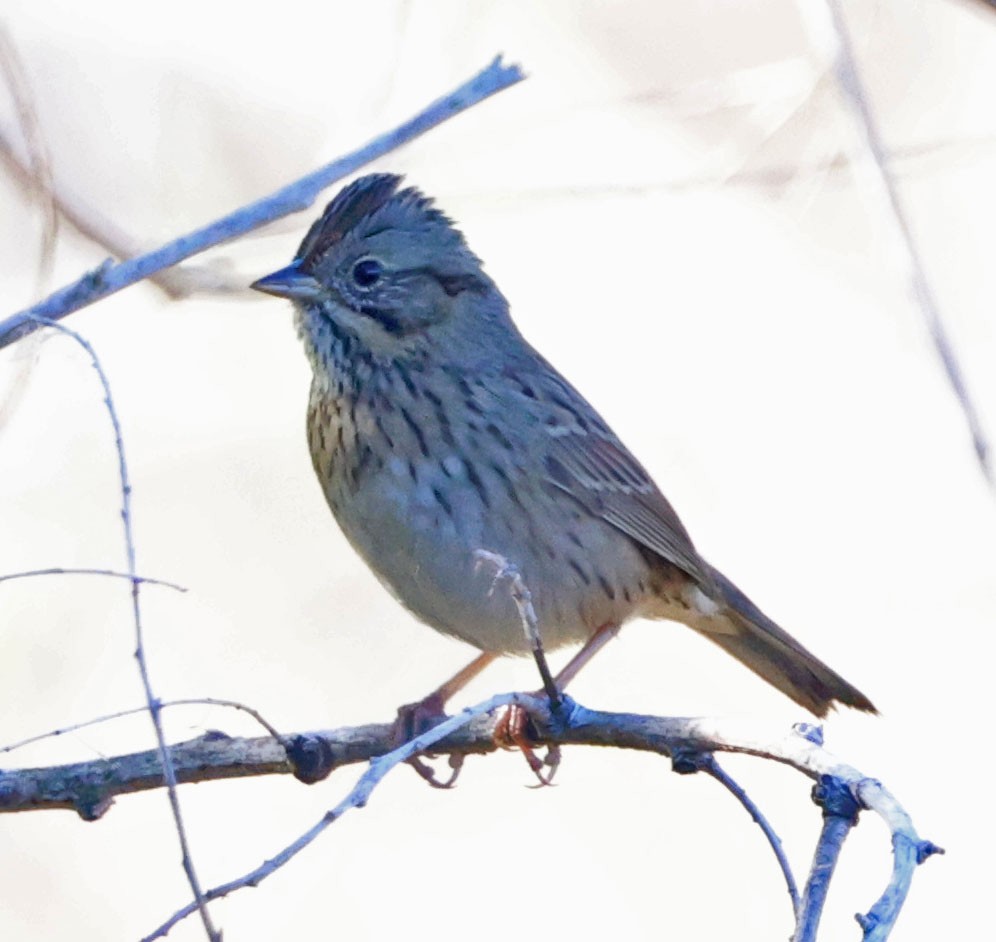 Lincoln's Sparrow - ML644833268
