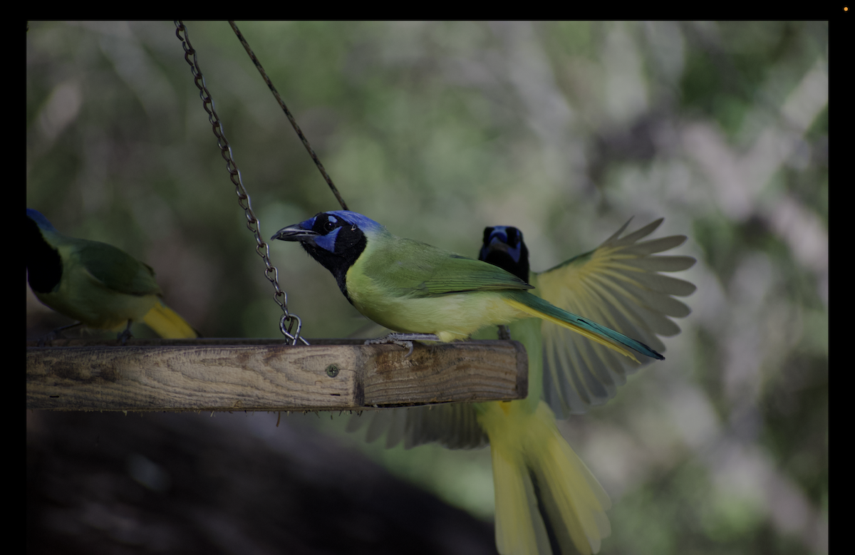 Geai vert - ML644833270