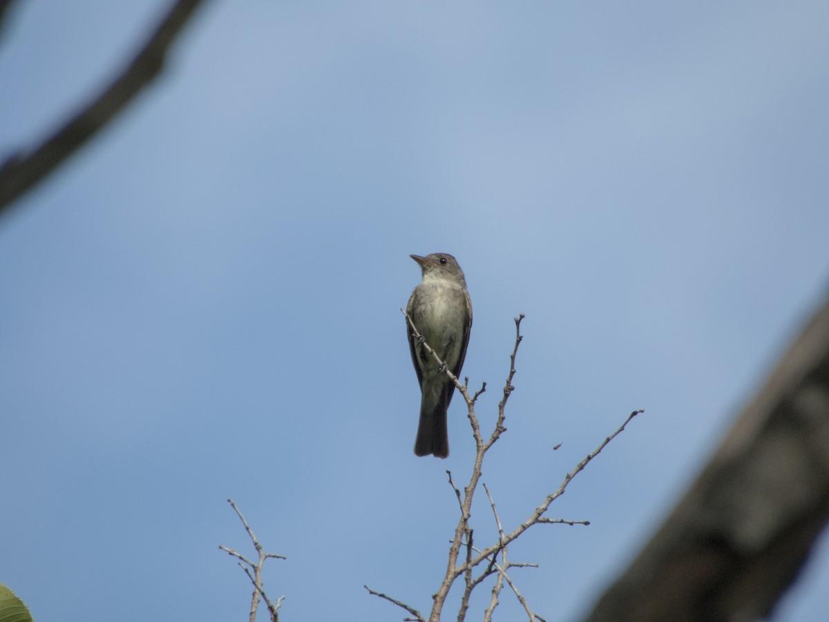 Eastern Wood-Pewee - ML644833275