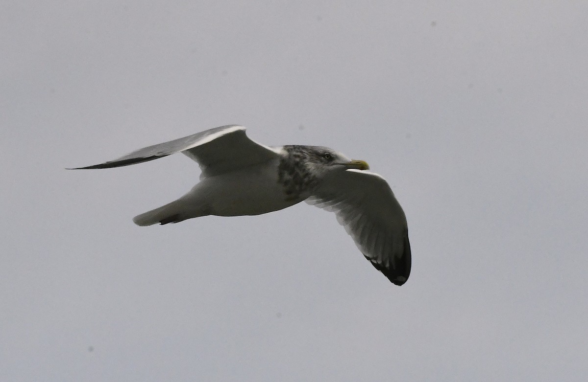 American Herring Gull - ML644833281