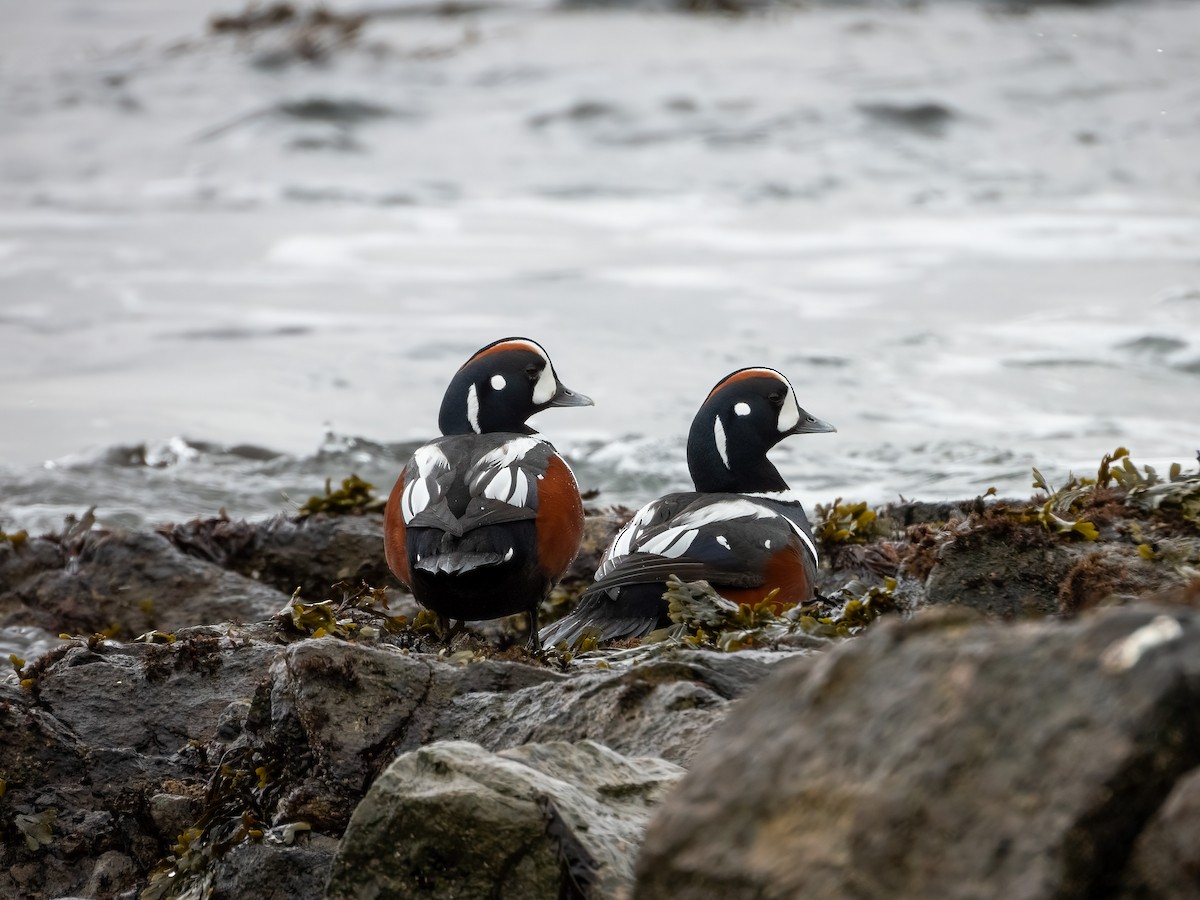 Harlequin Duck - ML644833333