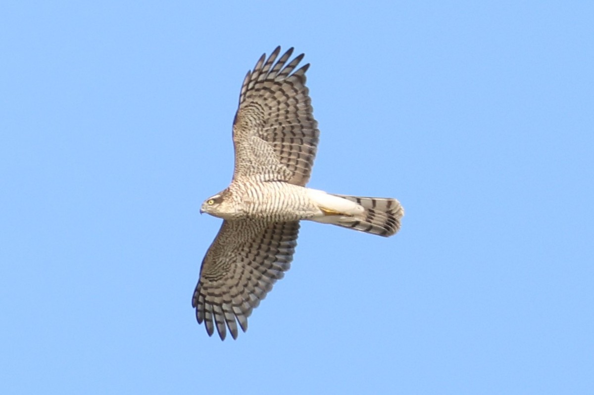 Eurasian Goshawk - ML644833338