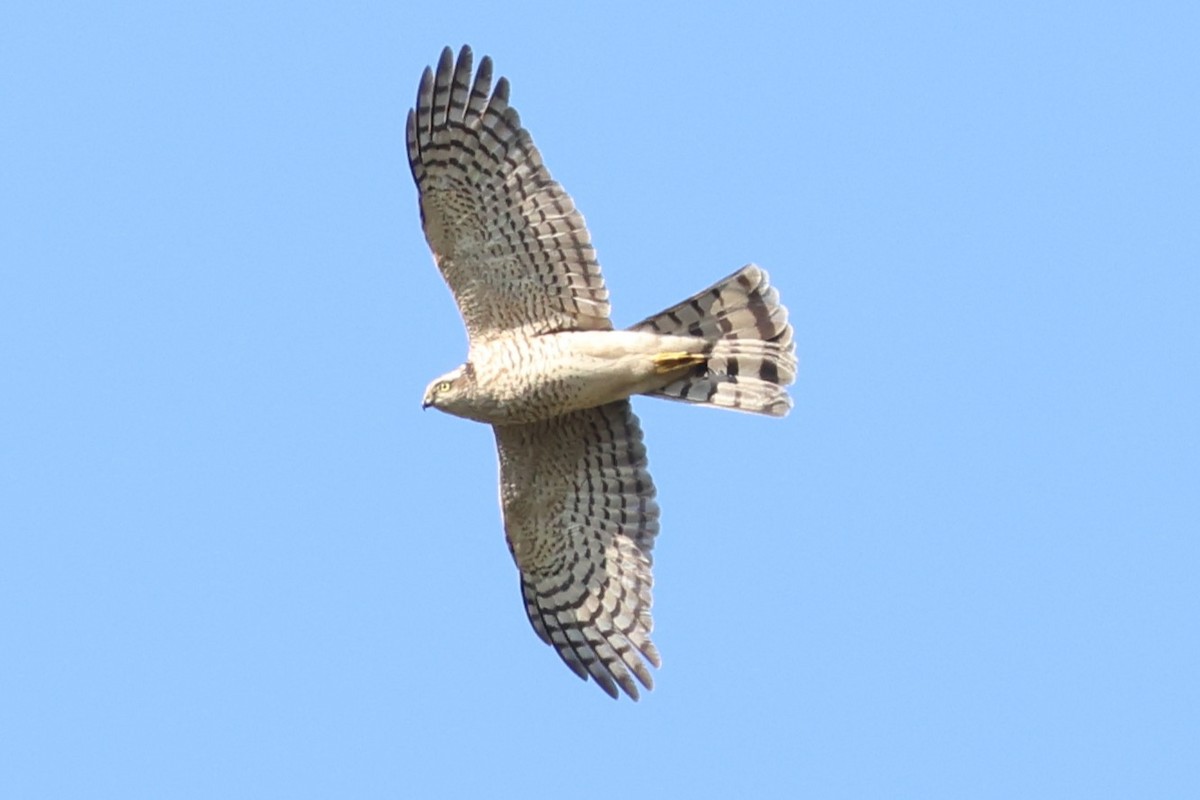 Eurasian Goshawk - ML644833339