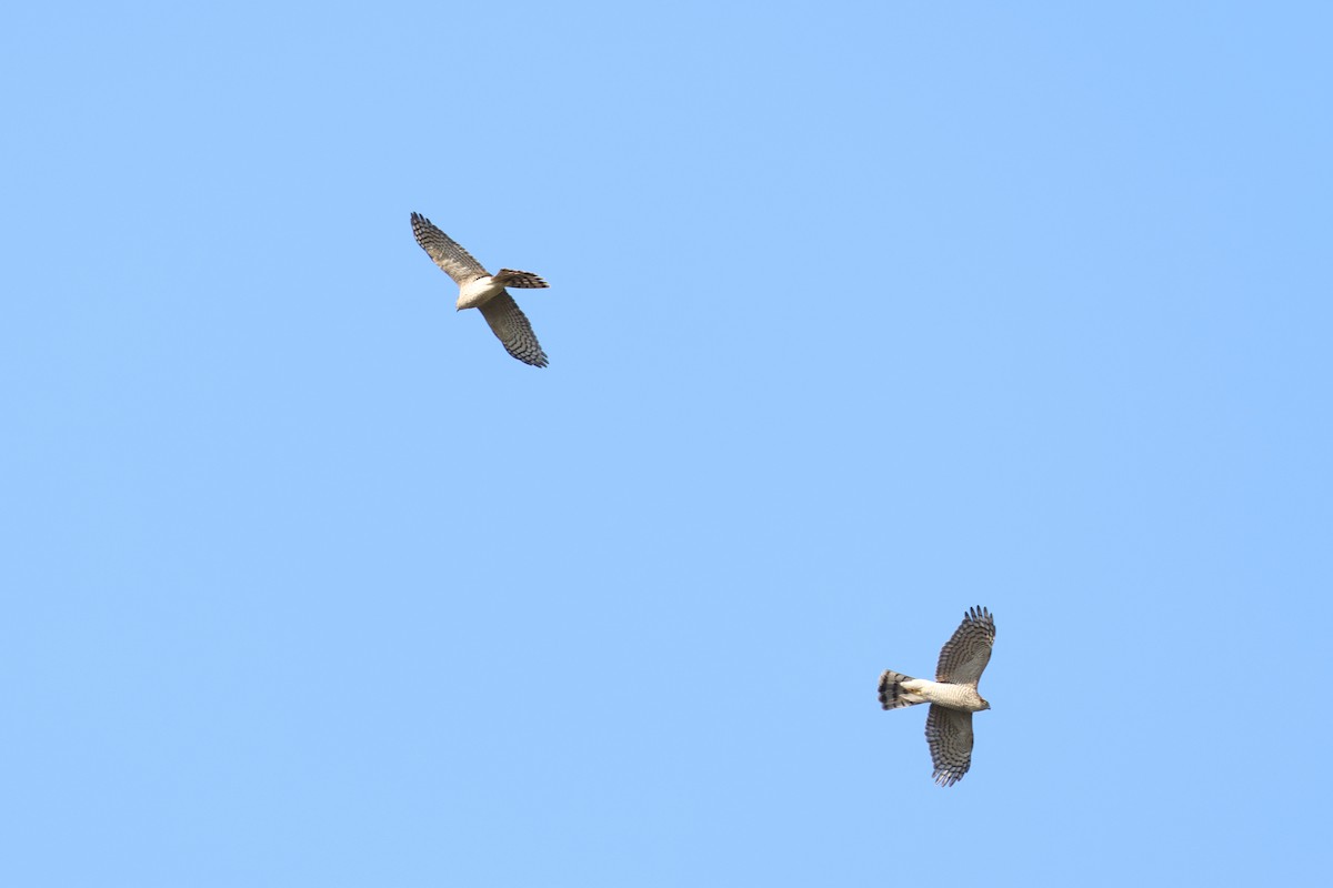 Eurasian Goshawk - ML644833340