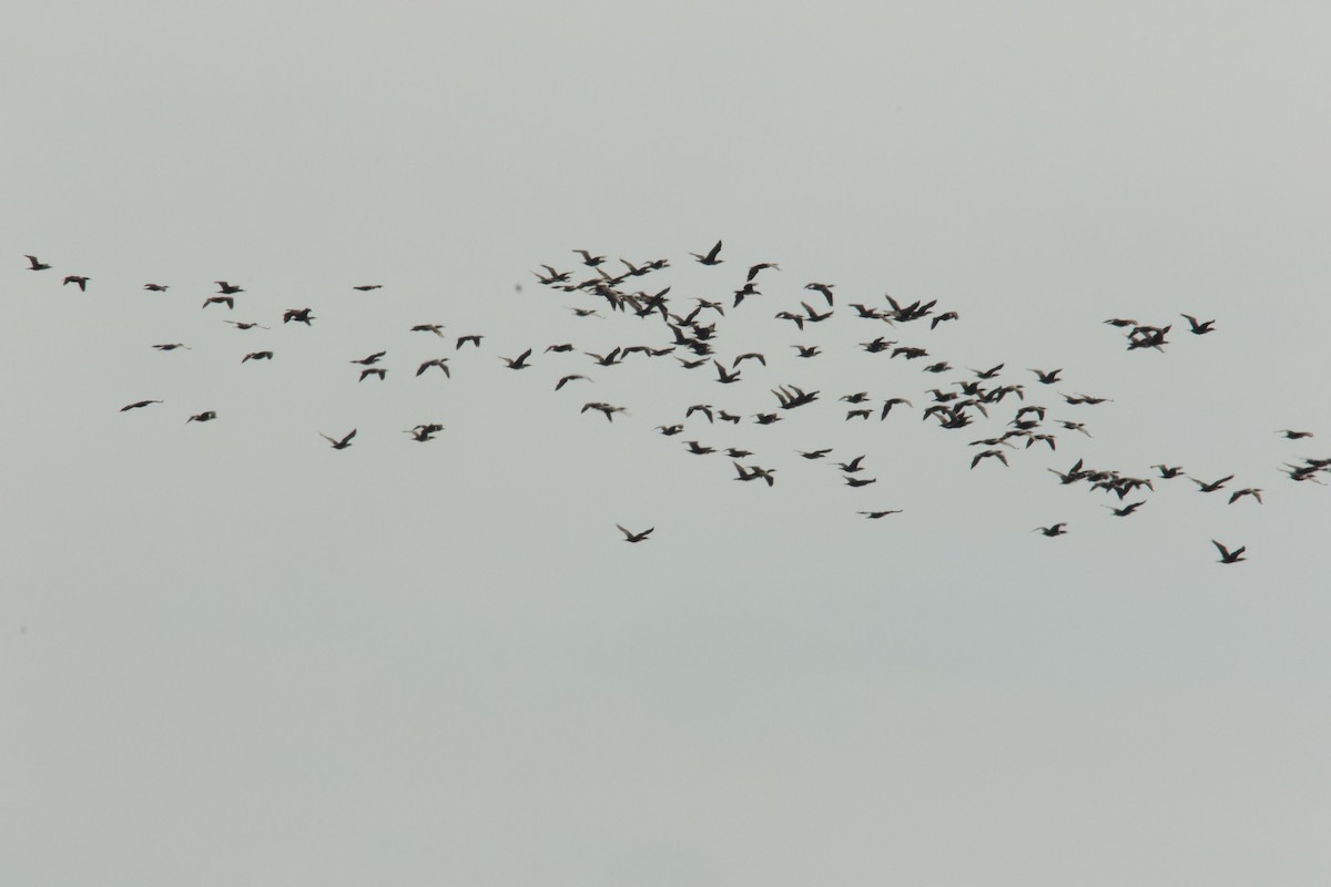 Ubarroi belarriduna - ML644833343