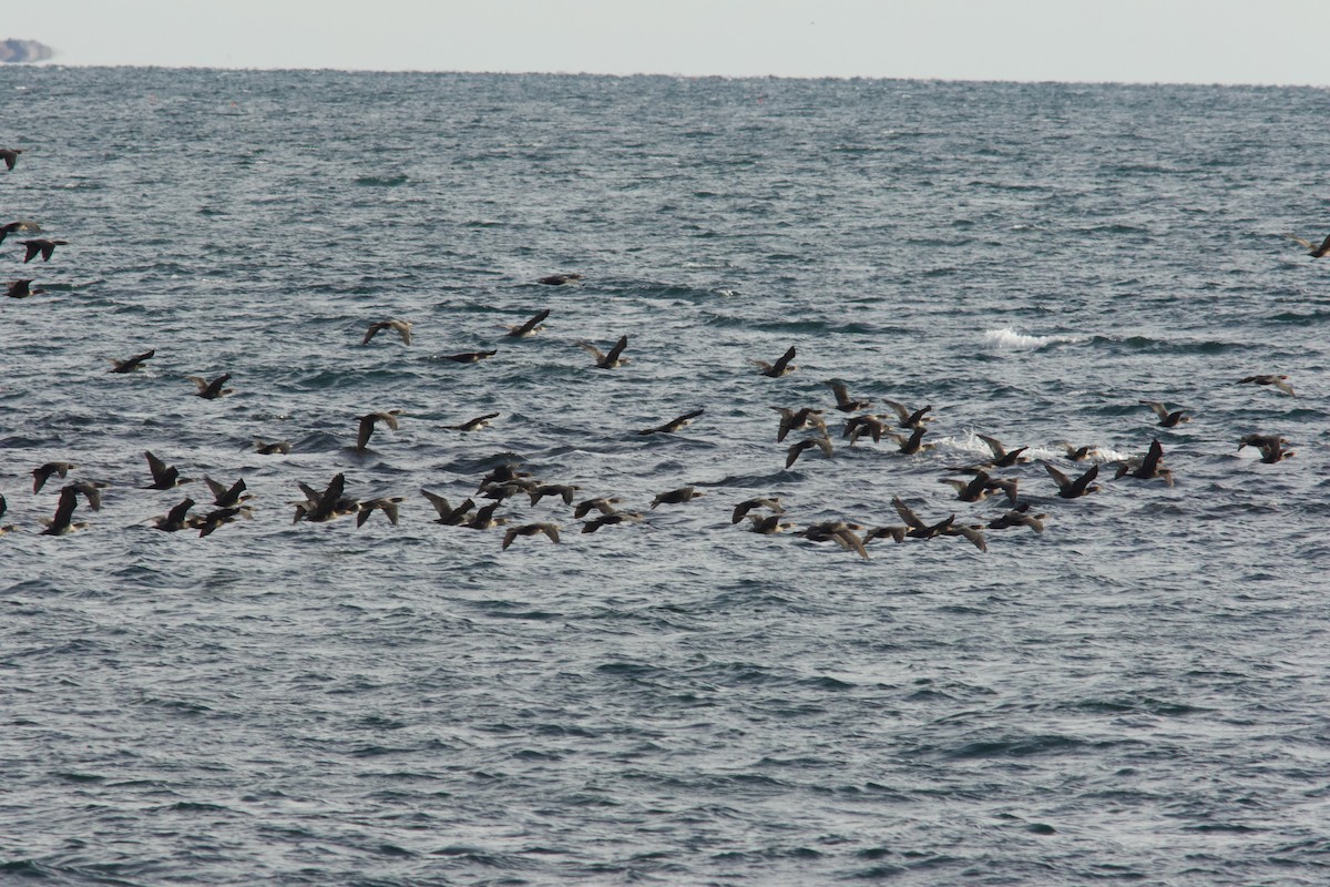 Ubarroi belarriduna - ML644833348