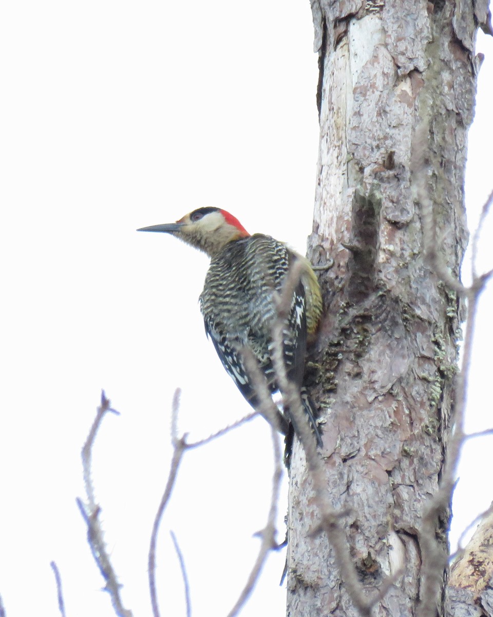 West Indian Woodpecker - ML644833356