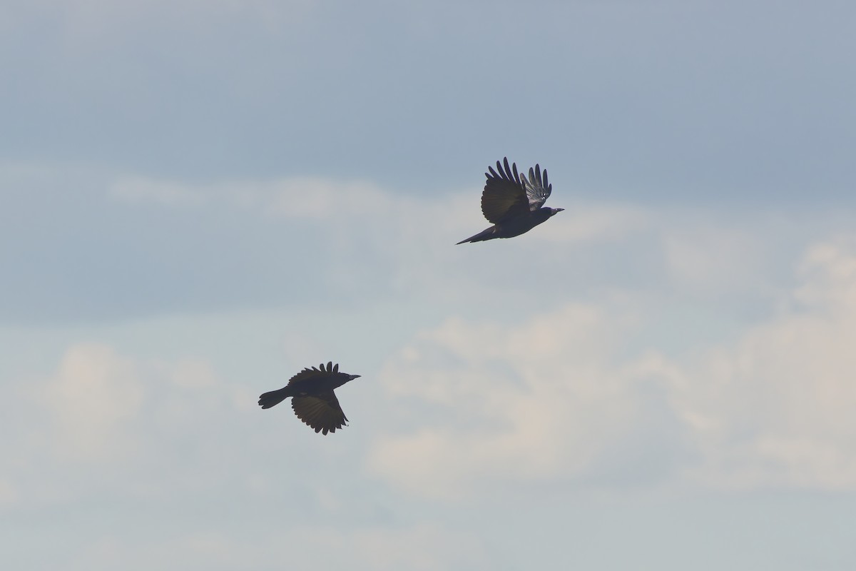 禿鼻鴉 - ML644833357