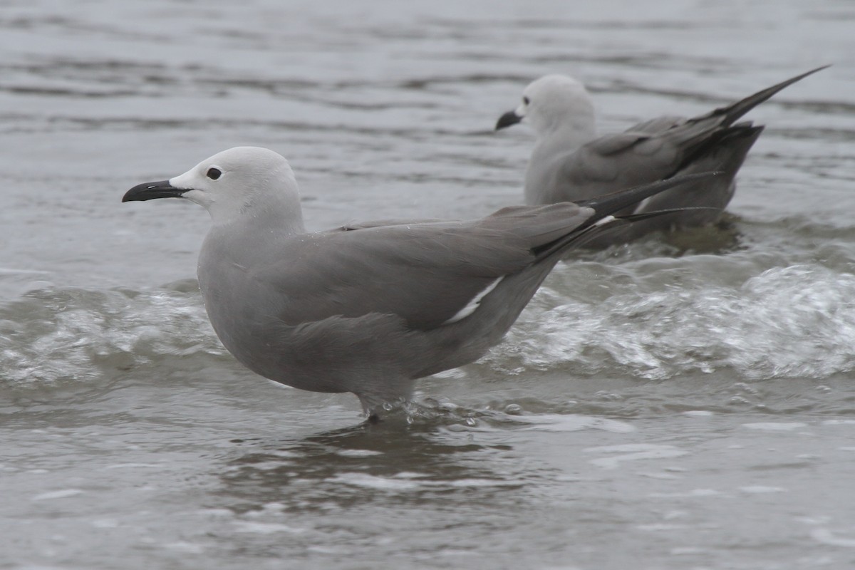 Kül Rengi Martı - ML644833358