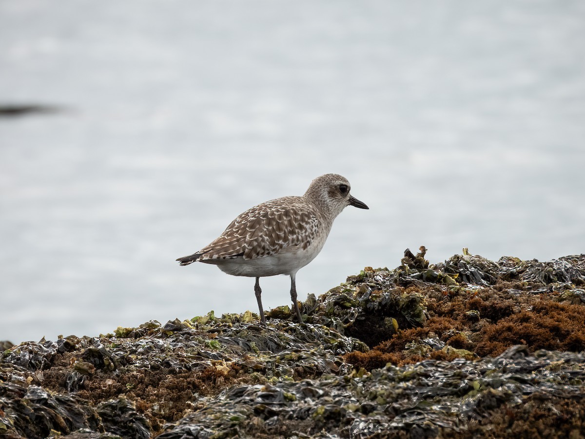 ダイゼン - ML644833359