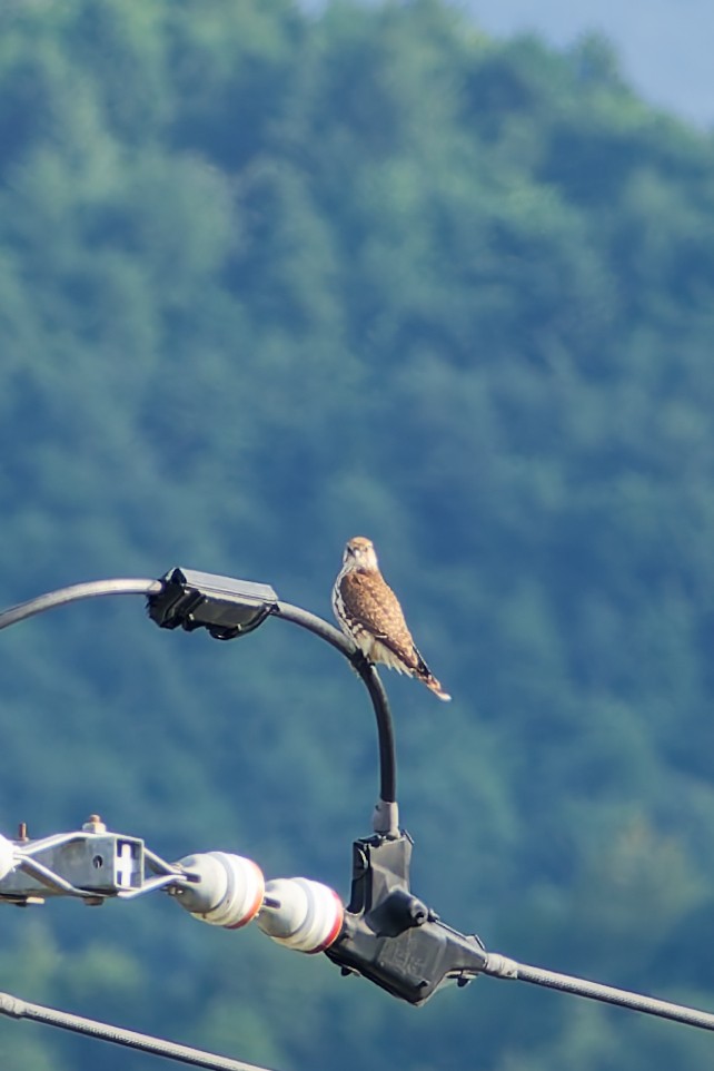 灰背隼 - ML644833364